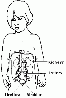 Anatomy image showing location of kidneys, ureters, urethra, and bladder
